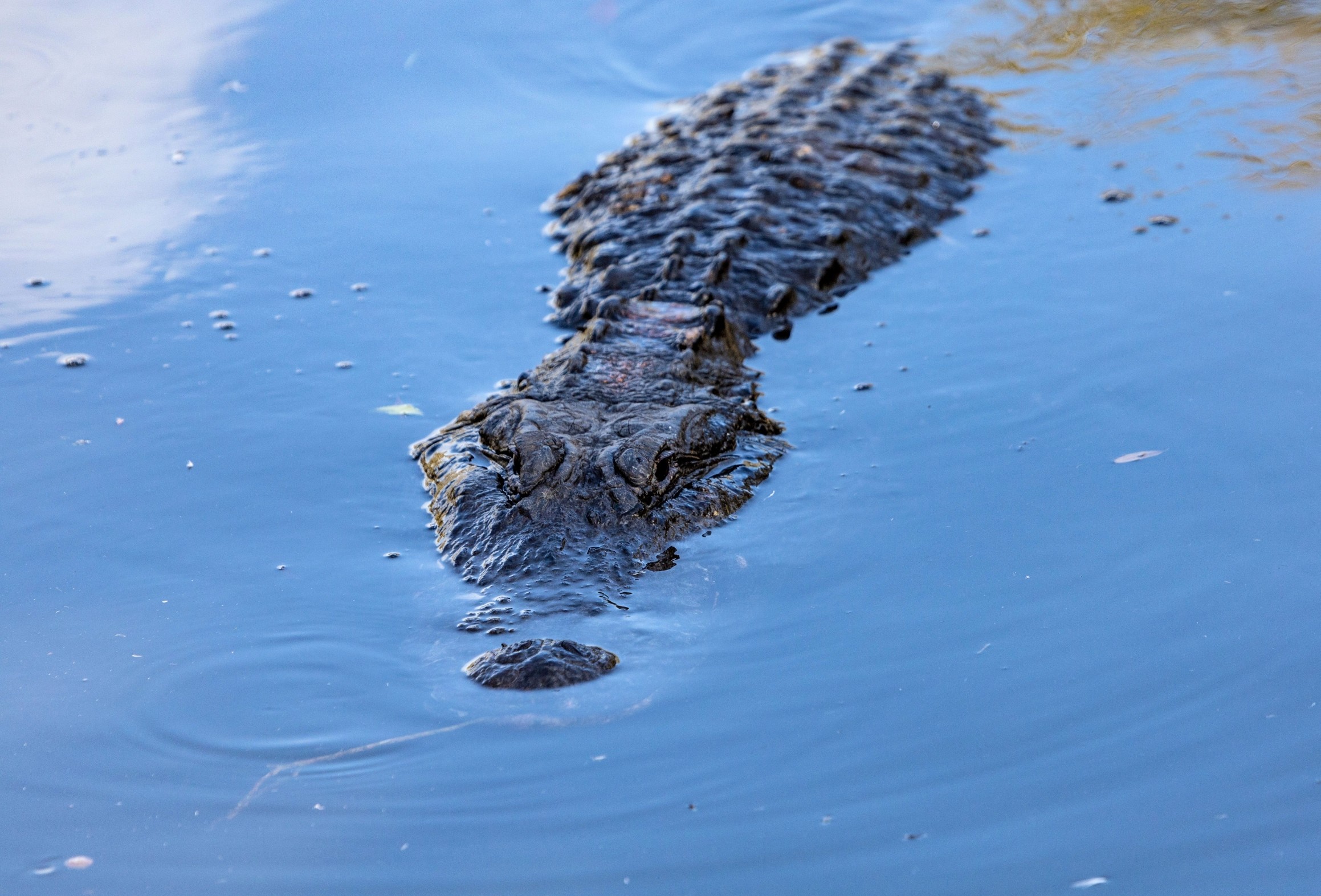Saltwater crocodiles once crossed an ocean to reach the Seychelles