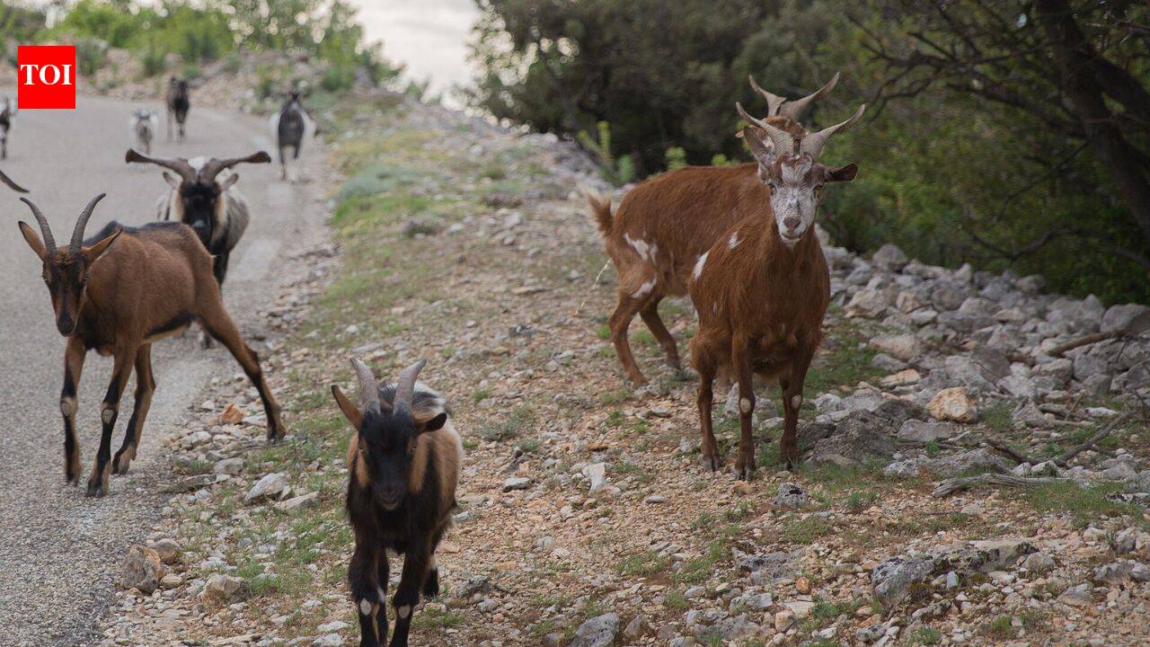 In 1870, goats were left on a tiny Seychelles island; 50 years later, conservationists had to eradicate them to save its native ecosystem